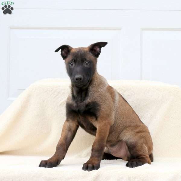 Duncan, Belgian Malinois Puppy