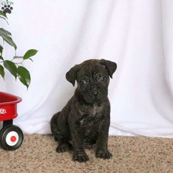 Duncan, Cane Corso Puppy