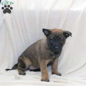 Duncan, Belgian Malinois Puppy