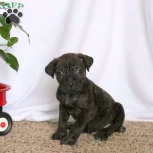 Duncan, Cane Corso Puppy
