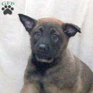 Duncan, Belgian Malinois Puppy
