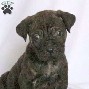 Duncan, Cane Corso Puppy