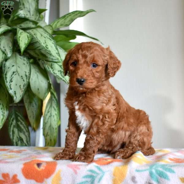 Dusty, Goldendoodle Puppy