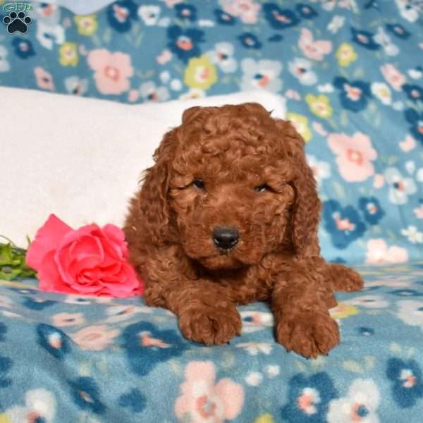 Dusty, Mini Goldendoodle Puppy