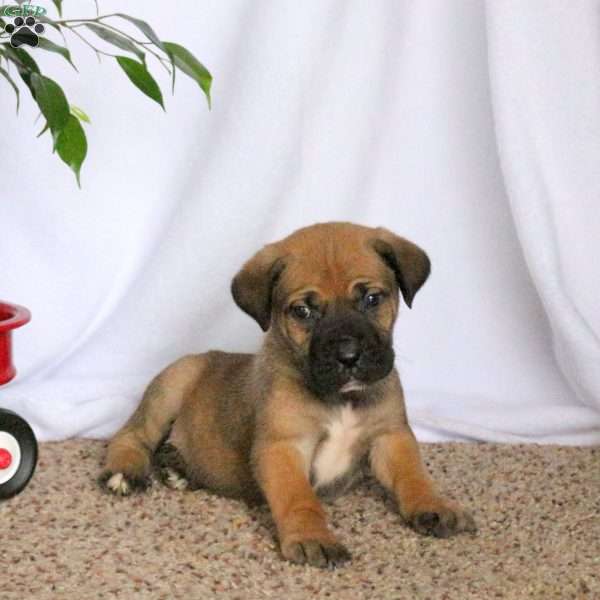 Dusty, Cane Corso Puppy
