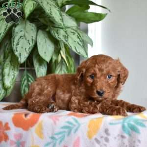 Dusty, Goldendoodle Puppy