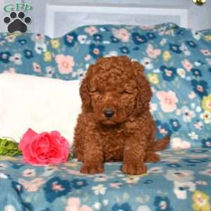 Dusty, Mini Goldendoodle Puppy