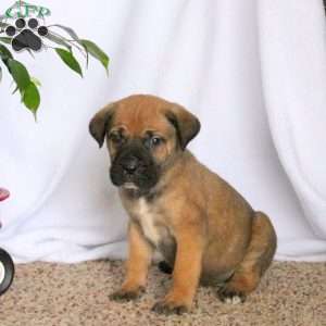 Dusty, Cane Corso Puppy