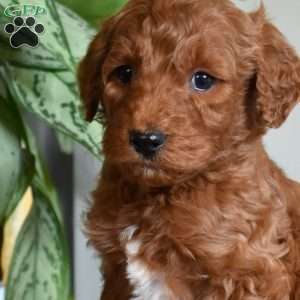 Dusty, Goldendoodle Puppy