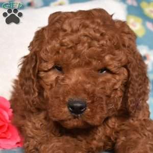 Dusty, Mini Goldendoodle Puppy