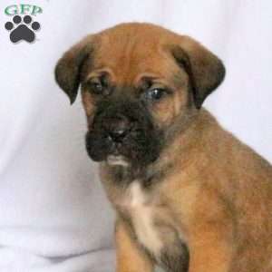 Dusty, Cane Corso Puppy