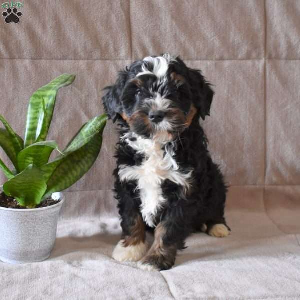 Dutchess, Mini Bernedoodle Puppy