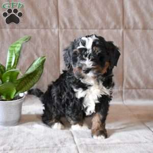 Dutchess, Mini Bernedoodle Puppy