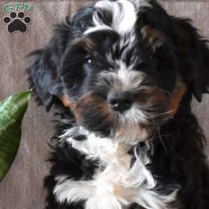 Dutchess, Mini Bernedoodle Puppy