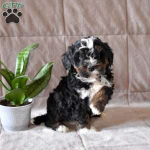 Dutchess, Mini Bernedoodle Puppy