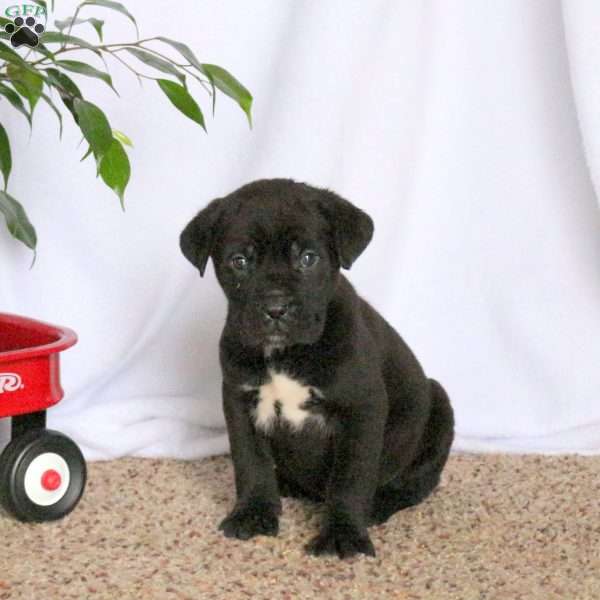 Dylan, Cane Corso Puppy