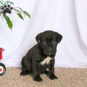 Dylan, Cane Corso Puppy