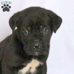 Dylan, Cane Corso Puppy