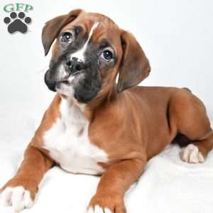 Chester, Boxer Puppy