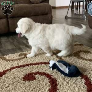 Templeton, English Cream Golden Retriever Puppy