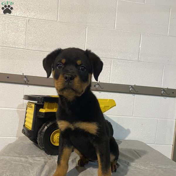 Cleo, Rottweiler Puppy