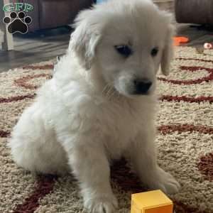 Templeton, English Cream Golden Retriever Puppy