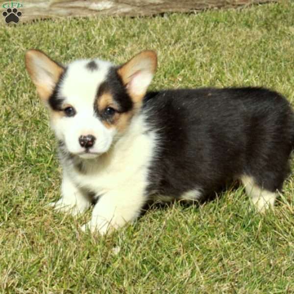 Echo, Pembroke Welsh Corgi Puppy