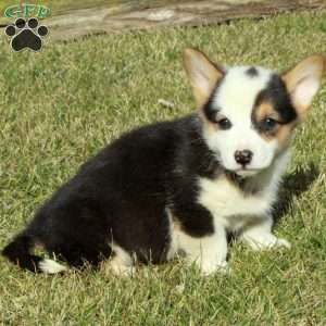 Echo, Pembroke Welsh Corgi Puppy