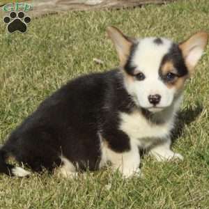 Echo, Pembroke Welsh Corgi Puppy