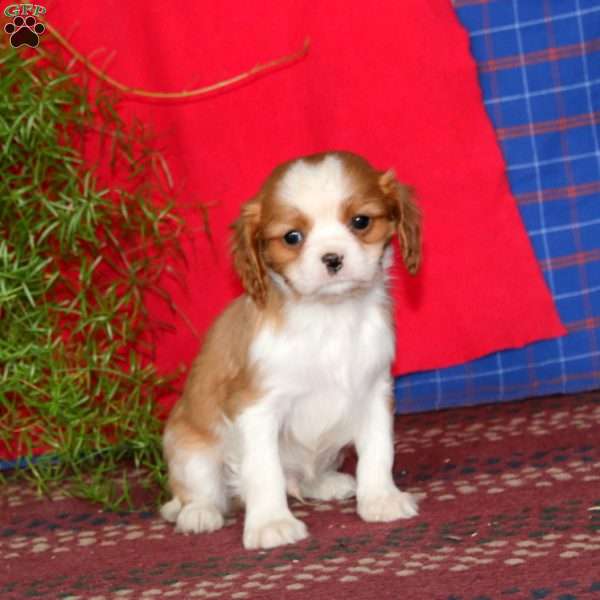 Echo, Cavalier King Charles Spaniel Puppy