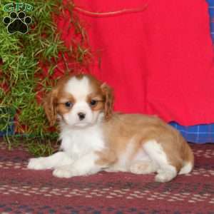 Echo, Cavalier King Charles Spaniel Puppy