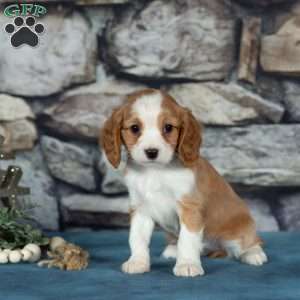 Cherry, Cavalier King Charles Mix Puppy