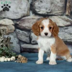 Cherry, Cavalier King Charles Mix Puppy