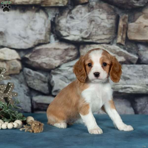 Cherry, Cavalier King Charles Mix Puppy