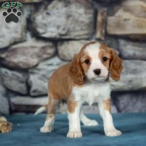 Cherry, Cavalier King Charles Mix Puppy
