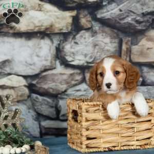 Cupid, Cavalier King Charles Mix Puppy