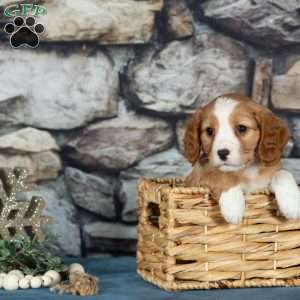 Cupid, Cavalier King Charles Mix Puppy