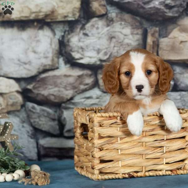 Cupid, Cavalier King Charles Mix Puppy