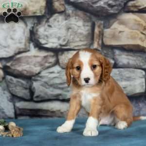 Cupid, Cavalier King Charles Mix Puppy