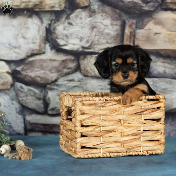 Cocoa, Cavalier King Charles Mix Puppy