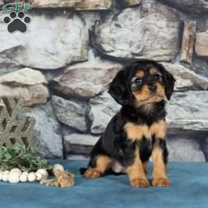 Cocoa, Cavalier King Charles Mix Puppy