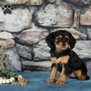 Cocoa, Cavalier King Charles Mix Puppy
