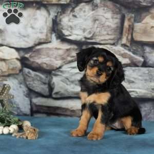 Cocoa, Cavalier King Charles Mix Puppy