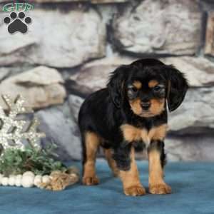 Cocoa, Cavalier King Charles Mix Puppy