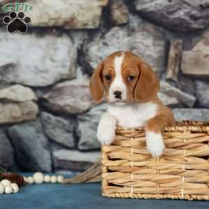 Candy, Cavalier King Charles Mix Puppy