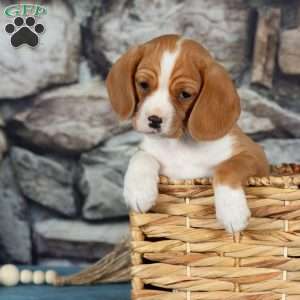 Candy, Cavalier King Charles Mix Puppy