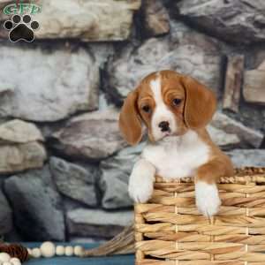 Candy, Cavalier King Charles Mix Puppy