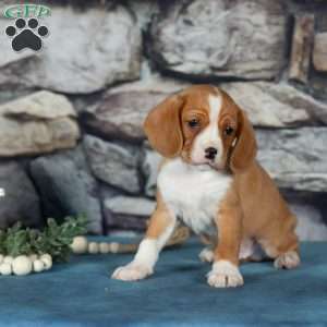 Candy, Cavalier King Charles Mix Puppy