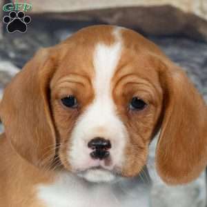 Candy, Cavalier King Charles Mix Puppy