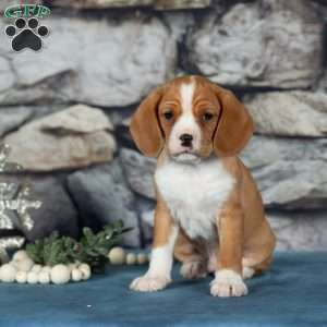 Candy, Cavalier King Charles Mix Puppy